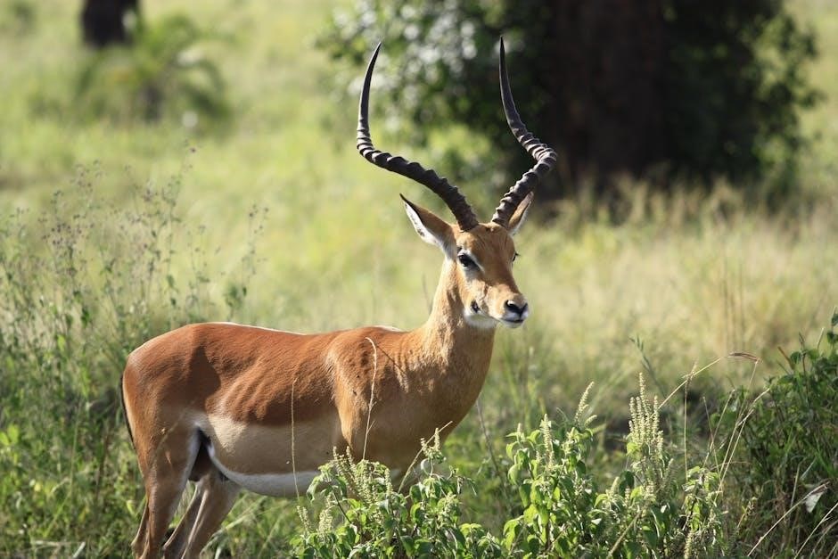 guided antelope hunts